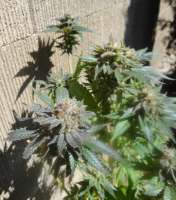 New420Guy Seeds Pauls Purple Fire - foto de New420Guy