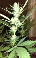 New420Guy Seeds Platinum Cookies - foto de New420Guy