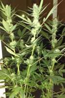 New420Guy Seeds Platinum Cookies - foto de New420Guy