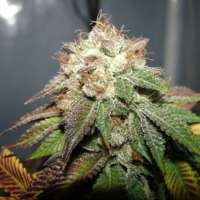 New420Guy Seeds Pre 98 Bubba Kush - foto de new420guy