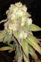 New420Guy Seeds Purple Berry Playboy - foto de New420Guy