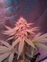 New420Guy Seeds Rusty Glue - foto de new420guy