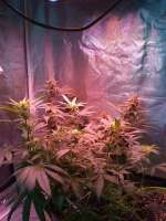 New420Guy Seeds Rusty Glue - foto de new420guy