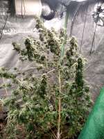 New420Guy Seeds Snowryder - foto de MidwestSM