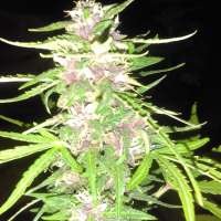 New420Guy Seeds Sour Daddy Auto - foto de new420guy