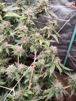 New420Guy Seeds Suicide Black - foto de MidwestSM