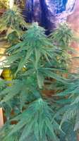 New420Guy Seeds Super Blue Dream - foto de New420Guy