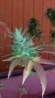 New420Guy Seeds Super Blue Dream - foto de New420Guy