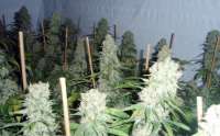 New420Guy Seeds Super Silver Haze - foto de New420Guy