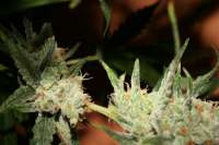 Nilsson Seeds Super Amnesia - foto de NilssonSeeds