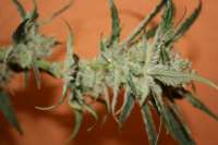 Imagen de NilssonSeeds (Super Amnesia)