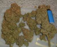 Imagen de SativaFred (Blue Mystic)