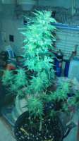 Nirvana Seeds Blue Mystic Automatic - foto de PotHeadMason