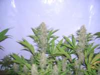 Nirvana Seeds Ice - foto de Roadkill420