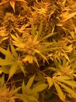 Nirvana Seeds Ice - foto de Roadkill420