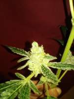Nirvana Seeds Papaya - foto de Marijuana