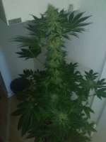 Imagen de Raspotato (White Widow)