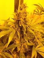 Imagen de HCogollo (White Widow)