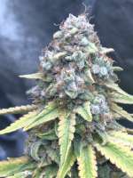 Nirvana Seeds Wonder Woman - foto de goldgrows