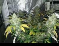 Norden Seeds Auto Viking AK47 - foto de patchwork