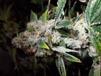 North Genetics Subzero - foto de SourDizzy