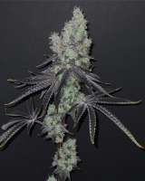 Ohms Seeds 2 Girls 1 Cup - foto de Ohmslaw