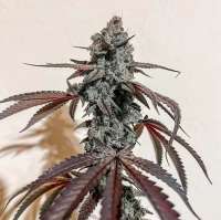 Ohms Seeds Fritter Mintz - foto de Ohmslaw