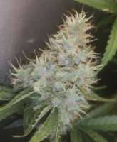 Imagen de greenlyfe (Bruce Banner Nr3 Fast)