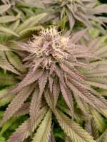 Original Sensible Seeds Bruce Banner #3 Fast - foto de hanfieyruderalis