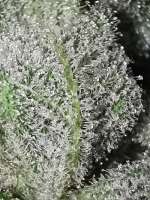 Original Sensible Seeds Bruce Banner #3 - foto de MekilaNZ