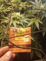 Original Sensible Seeds Gorilla Glue #4 - foto de Benes