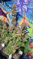 Original Sensible Seeds Grandaddy Black - foto de Snipp