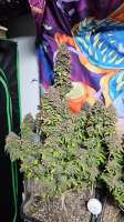 Original Sensible Seeds Grandaddy Black - foto de Snipp