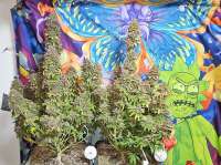 Original Sensible Seeds Grandaddy Black - foto de Snipp