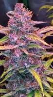 Imagen de FullThrottleFarms (Cherry Alien IX)