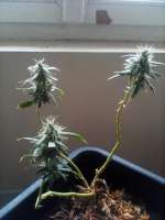 Paisa Grow Seeds Original Tangie - foto de marijuana