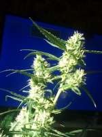 Paisa Grow Seeds Original Tangie - foto de Marijuana