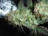 Panacea Medical Seeds Solomons Herb - foto de x4opiate