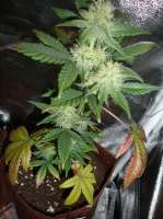 Imagen de x4opiate (Solomons Herb)