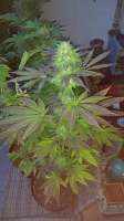 Imagen de Rodja (Dutch Kush)