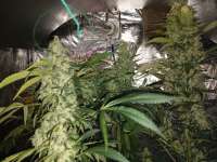 Paradise Seeds Eldorado OG - foto de 369369