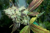 Paradise Seeds Lucid Bolt - foto de MaxYield