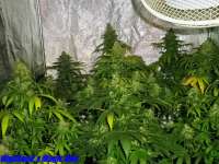 Imagen de HighSeed [Magic Bud]