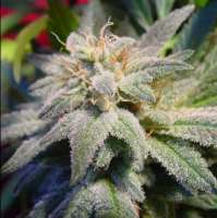 Imagen de SativaFred (Magic Bud)