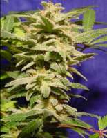 Imagen de SativaFred (Magic Bud)