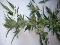 Imagen de merlin (Mendocino Skunk)