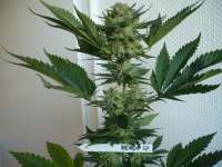 Imagen de merlin (Mendocino Skunk)