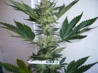 Imagen de merlin (Mendocino Skunk)