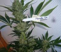 Imagen de merlin (Mendocino Skunk)