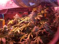 Paradise Seeds Sheherazade - foto de admin